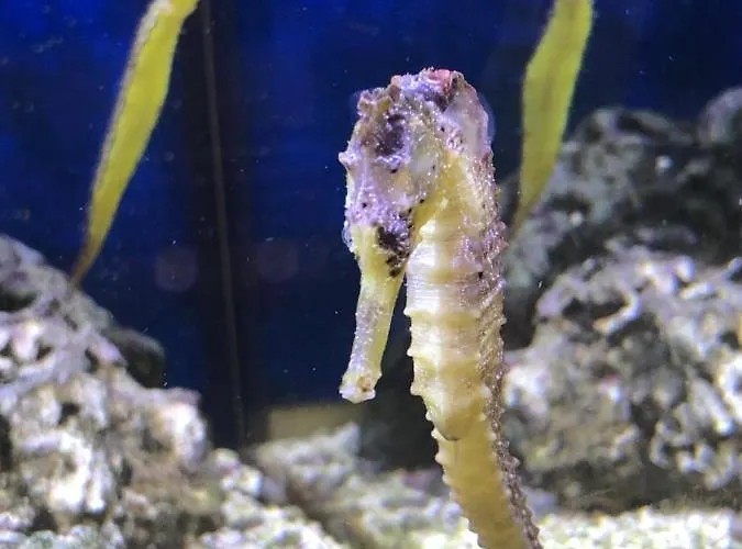 Bb Bahnhof Bertsdorf Olbersdorf